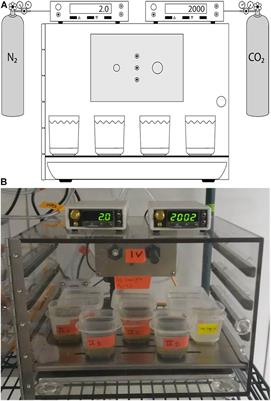 Impacts of Multiple Stressors on a Benthic Foraminiferal Community: A Long-Term Experiment Assessing Response to Ocean Acidification, Hypoxia and Warming